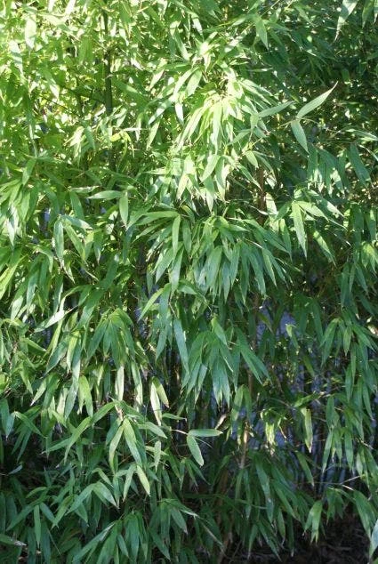 Niet Woekerende Bamboe (Fargesia 'Great Wall') - Image 3