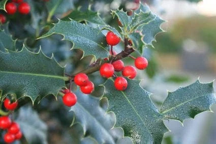 Gewone Hulst (Ilex Aquifolium) - Image 6