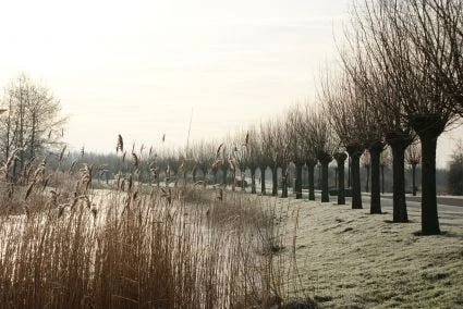 Knotwilg (Salix Alba) - Image 8