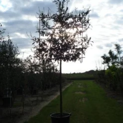 Laurier Als Leiboom (Prunus Laurocerasus 'Caucasica')