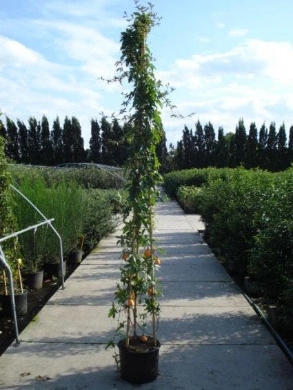 Passiebloem (Passiflora Caerulea) - Image 6