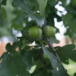 Zomereik (Quercus Robur)