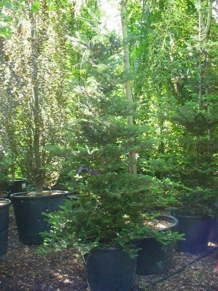 Koreaanse Zilverspar (Abies Koreana) - Image 14