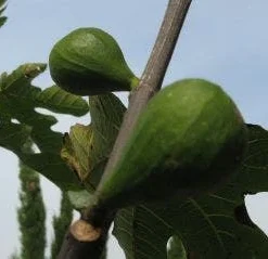 Vijg Als Solitair (Ficus Carica)