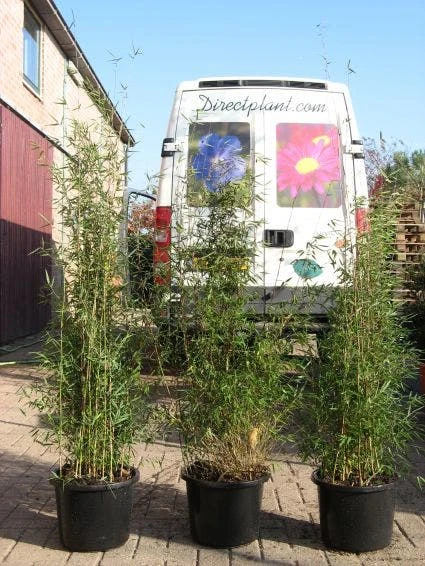 Niet Woekerende Bamboe (Fargesia 'Jiuzhaigou') - Image 6