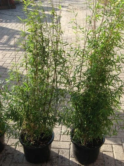 Niet Woekerende Bamboe (Fargesia 'Jiuzhaigou') - Image 12