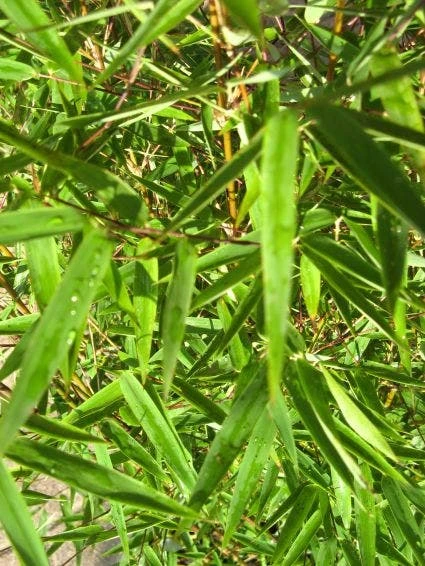 Niet Woekerende Bamboe (Fargesia 'Jiuzhaigou') - Image 4
