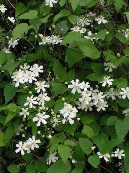 Bosrank (Clematis 'Paul Farges') - Image 3