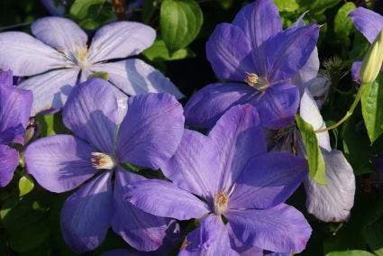 Bosrank (Clematis 'Mrs Cholmondeley') - Image 8