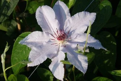 Bosrank (Clematis 'Snow Queen') - Image 4