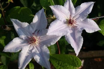 Bosrank (Clematis 'Snow Queen') - Image 5