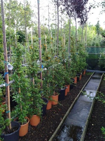 Vuurdoorn (Pyracantha 'Soleil D'Or') - Image 3