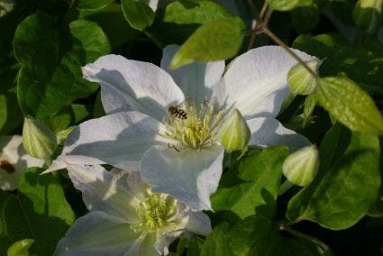 Bosrank (Clematis 'Yukikomachi') - Image 4