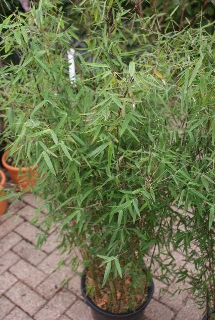 Niet Woekerende Bamboe (Fargesia 'Jiuzhaigou') - Image 11