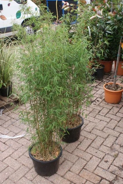 Niet Woekerende Bamboe (Fargesia 'Jiuzhaigou') - Image 13