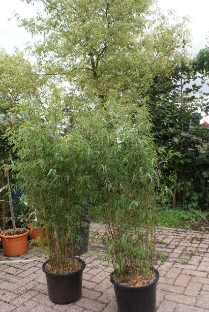 Niet Woekerende Bamboe (Fargesia 'Jiuzhaigou') - Image 14