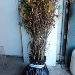 Zomereik, Bosplantsoen (Quercus Robur)