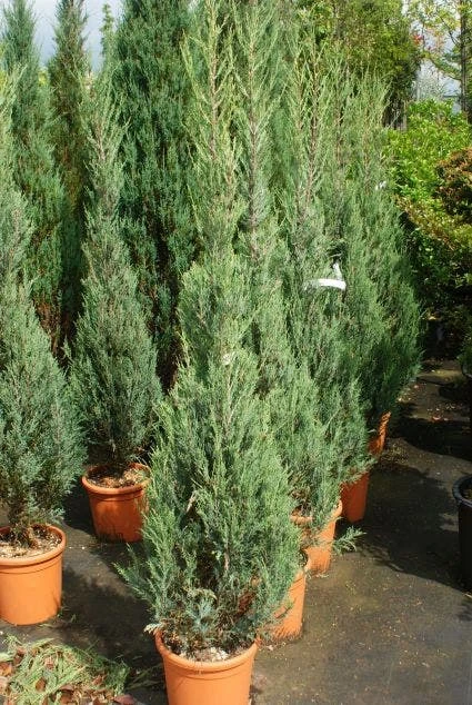 Jeneverbes (Juniperus Scopulorum 'Skyrocket') - Image 2