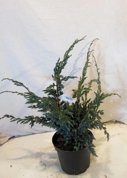 Jeneverbes (Juniperus Squamata 'Meyeri') - Image 2
