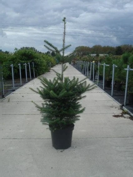 Koreaanse Zilverspar (Abies Koreana) - Image 3