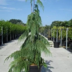 Cypres (Chamaecyparis Nootkatensis 'Pendula')