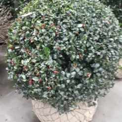 Hulst In Bolvorm (Ilex Altaclerensis ‘Camelliifolia’)