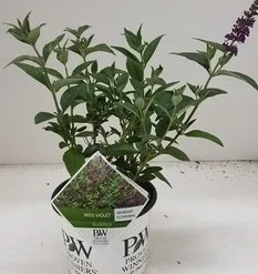 Vlinderstruik (Buddleja Davidii 'Miss Violet')