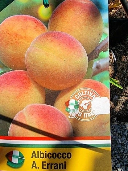 Abrikoos Als Halfstam (Prunus Armeniaca 'Antonio Errani') - Image 2