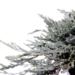 Jeneverbes (Juniperus Horizontalis 'Icee Blue')