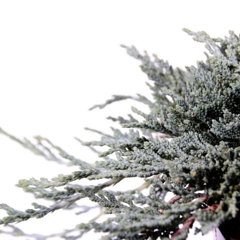 Jeneverbes (Juniperus Horizontalis 'Icee Blue')