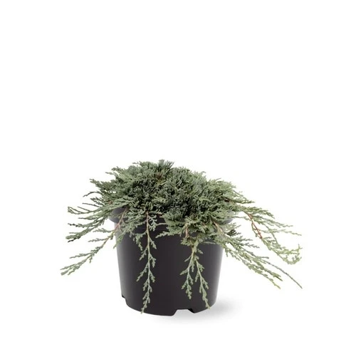 Jeneverbes (Juniperus Horizontalis 'Icee Blue') - Image 2
