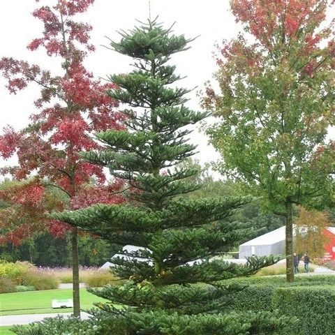 Koreaanse Zilverspar (Abies Koreana) - Image 16