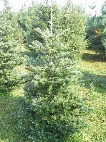 Koreaanse Zilverspar (Abies Koreana) - Image 5