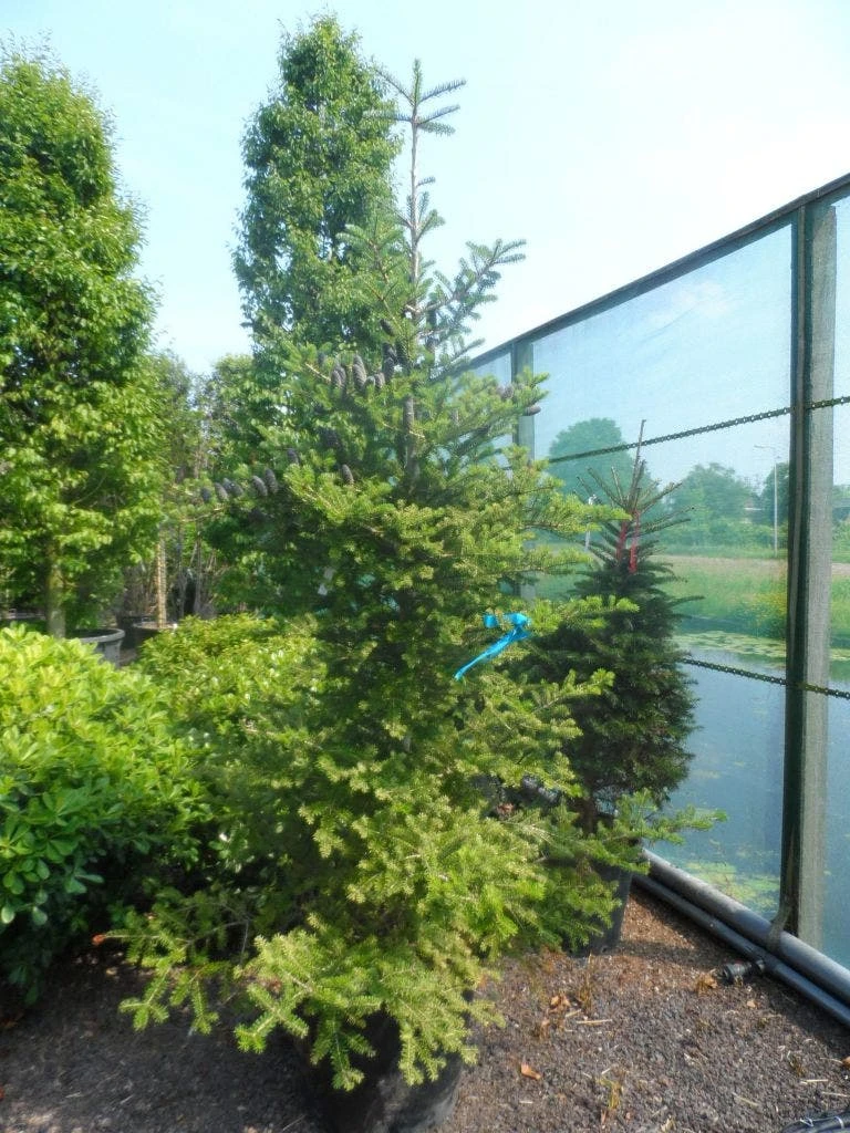 Koreaanse Zilverspar (Abies Koreana) - Image 8