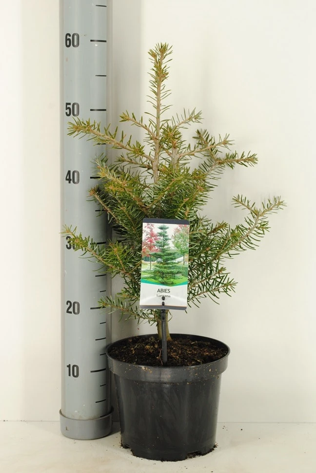 Koreaanse Zilverspar (Abies Koreana) - Image 2