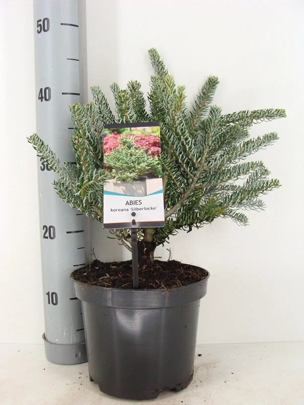 Koreaanse Zilverspar (Abies Koreana 'Silberlocke') - Image 3