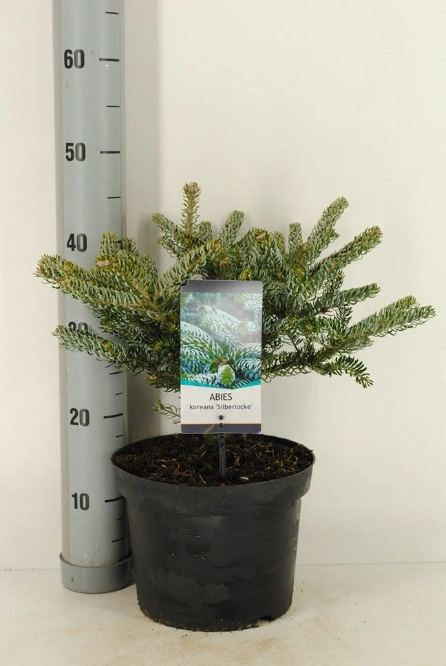 Koreaanse Zilverspar (Abies Koreana 'Silberlocke') - Image 2
