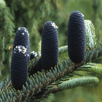Koreaanse Zilverspar (Abies Koreana) - Image 15