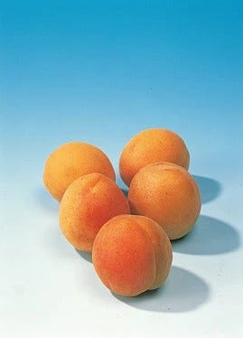 Abrikozenboom (Prunus Armeniaca 'Hongaarse') - Image 3