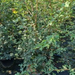 Meerstammige Veldesdoorn (Acer Campestre)