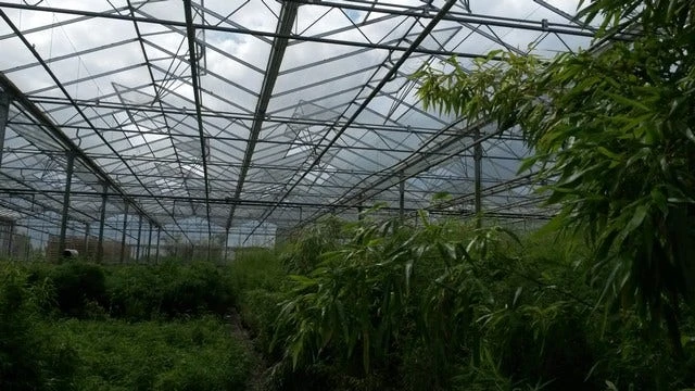 Niet Woekerende Bamboe (Fargesia 'Jiuzhaigou') - Image 10