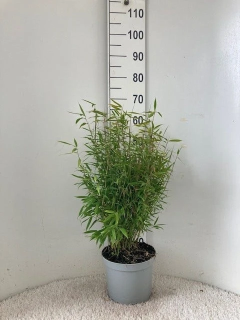 Niet Woekerende Bamboe (Fargesia Murieliae 'Bimbo') - Image 2