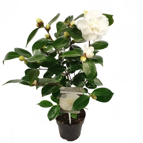 Camelia (Camellia Japonica 'Nuccio's Gem') - Image 2