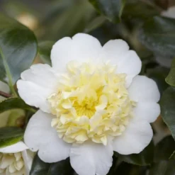Camelia (Camellia Japonica 'Brushfield's Yellow')