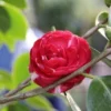 Camelia (Camellia, Rood)