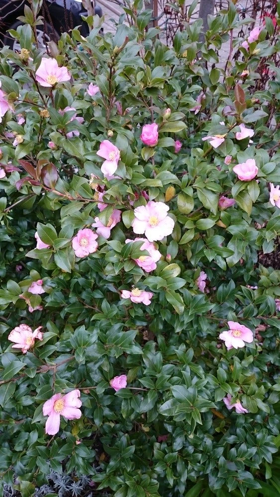 Camelia Als Bonsai (Camellia Sasanqua) - Image 5