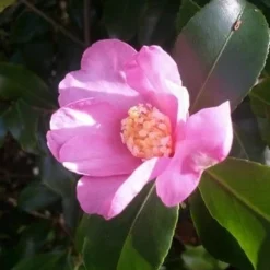 Camelia (Camellia Sasanqua)
