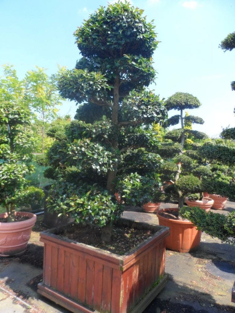 Camelia Als Bonsai (Camellia Sasanqua) - Image 4