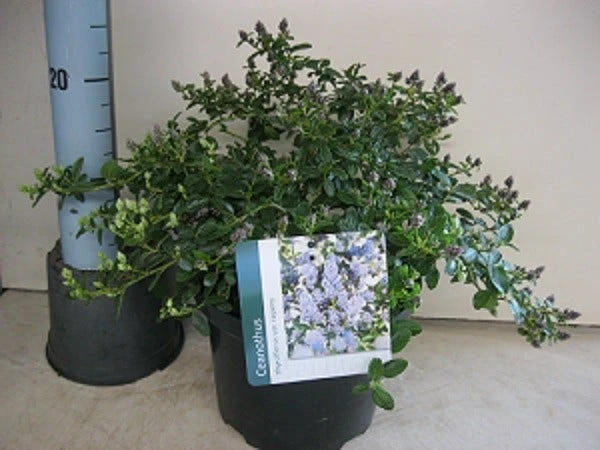 Amerikaanse Sering (Ceanothus Thyrsiflorus 'Repens') - Image 4