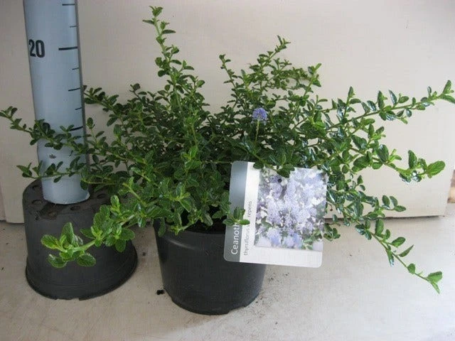 Amerikaanse Sering (Ceanothus Thyrsiflorus 'Repens') - Image 3